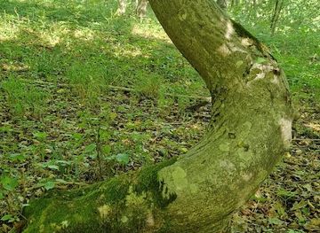 romania/cluj-napoca/landmark/hoia-baciu-project