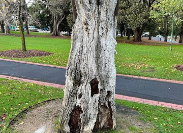 australia/eastern-victoria/landmark/scar-tree