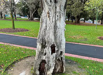 Scar Tree