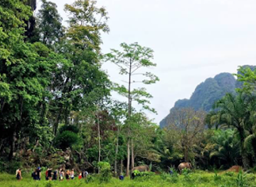 thailand/khao-sok-national-park/landmark/khao-sok-elephant-sanctuary