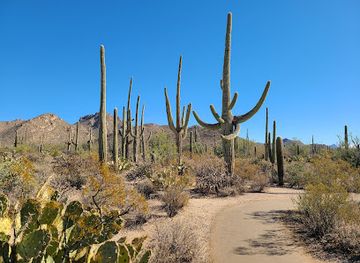 arizona/sonoran-desert/landmark/desert-discovery-nature-trail