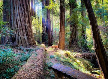 california/redwood-national-and-state-parks/landmark/portola-redwoods-state-park