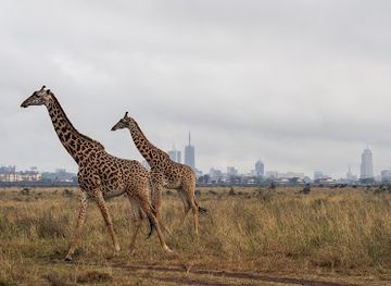 kenya/kilimanjaro-region/landmark/nairobi-national-park