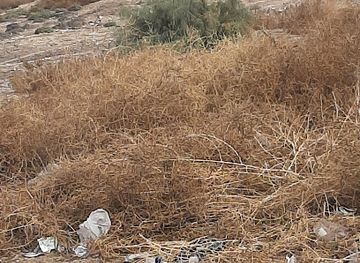 iraq/baghdad-belts/landmark/tel-alillai