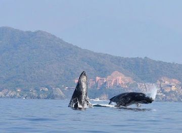 mexico/ixtapa-zihuatanejo/landmark/yates-botes-y-playas