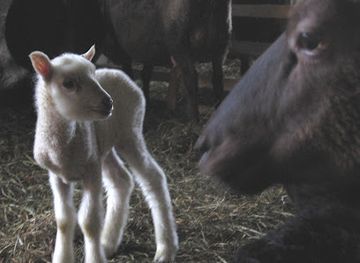 finland/kanta-hame/landmark/vekkila-museum-farm