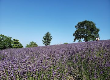 japan/hokkaido/landmark/horomitoge-lavender-garden