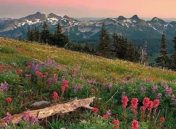 india/valley-of-flowers-national-park/landmark/flowers-valley