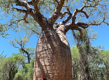 madagascar/atsimo-andrefana/landmark/arboretum-d-antsokay