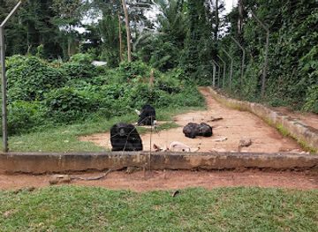 cameroon/mamfe/landmark/parc-de-la-mefou-ape-action-africa