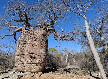 madagascar/tsingy-de-bemaraha-national-park/landmark/tsimanampetsotse-national-park