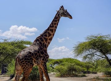 tanzania/moshi/landmark/winners-expeditions-best-tour-operator-in-tanzania-kilimanjaro-climbing-company-in-arusha-moshi-serengeti-migration