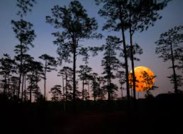 south-carolina/aiken/landmark/hitchcock-woods-foundation