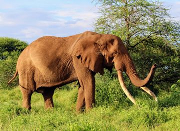 kenya/tsavo-region/landmark/selenkay-conservancy