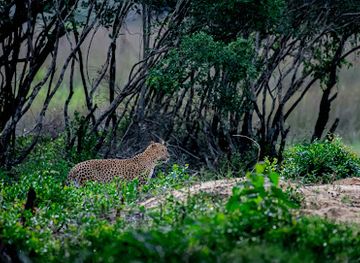 sri-lanka/wilpattu-national-park/landmark/wilpattu-safaris
