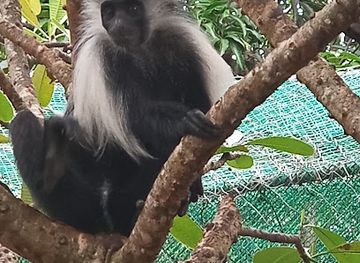 kenya/diani-beach/landmark/colobus-conservation