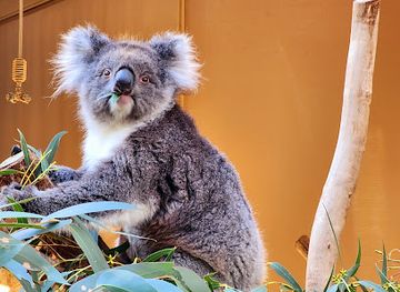 australia/north-east-south-australia/landmark/cleland-wildlife-park