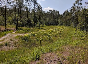 north-carolina/coastal-plain/landmark/piney-ridge-nature-preserve