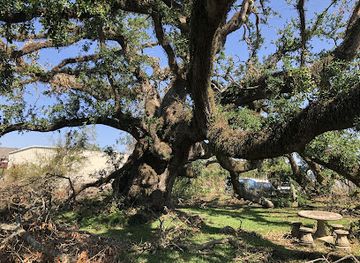 louisiana/southwest-louisiana/landmark/historic-sallier-oak