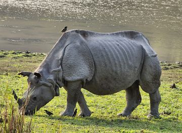 india/kaziranga-national-park/landmark/kaziranga-national-park-entrance