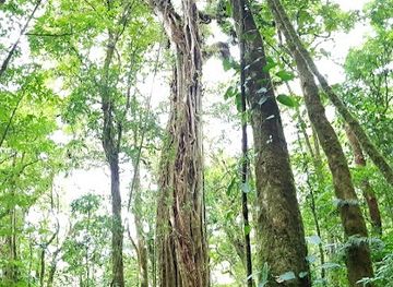 costa-rica/monteverde/landmark/nightwalk-guided-tours