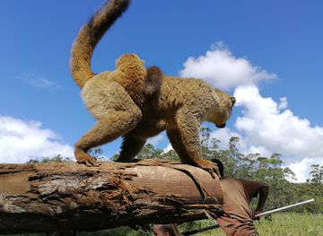 madagascar/betsiboka/landmark/andasibe-mantadia-national-park