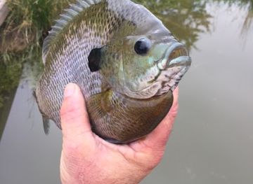 south-carolina/sandhills/landmark/southland-fisheries