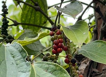 cambodia/kampot-province/landmark/sindora-garden-of-pepper