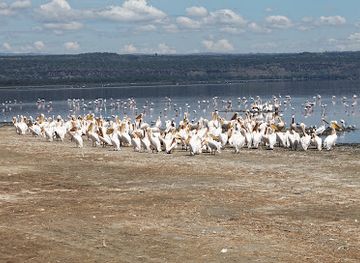 kenya/lake-nakuru-national-park/landmark/lake-nakuru-view