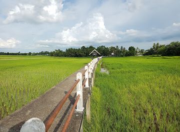 thailand/ubon-ratchathani/landmark/ban-chi-thuan-rice-fields-walking-bridge