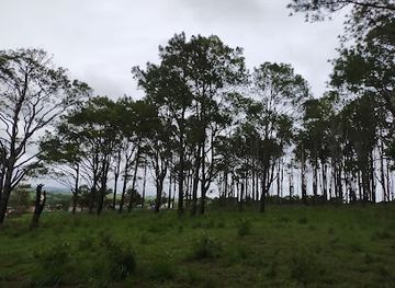 cambodia/mondulkiri/landmark/pine-tree-plantation