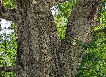 alabama/south-alabama/landmark/oldest-tree-in-alabama