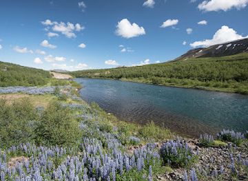 iceland/northeastern-region/landmark/vaglaskogur