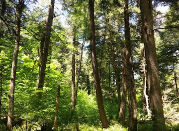 pennsylvania/allegheny-national-forest/landmark/tionesta-natural-area