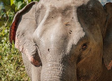 laos/bokeo-province/landmark/mekong-elephant-park-sanctuary