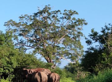 sri-lanka/udawalawe-national-park/landmark/udawalawe-wild-safari-tours