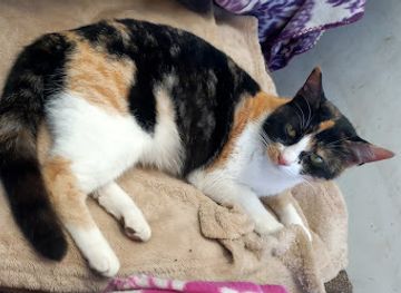 namibia/walvis-bay/landmark/walvis-bay-spca