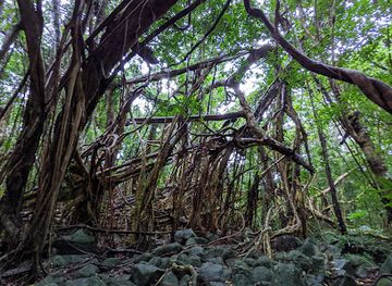 japan/yakushima/landmark/sarukawa-banyan-tree