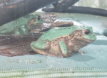 ecuador/amazon/landmark/wikiri-sapoparque