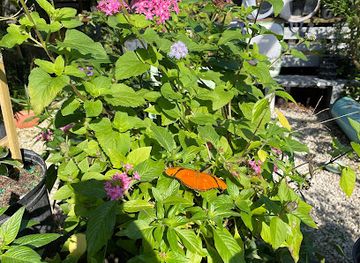 florida/cape-coral/landmark/tom-allen-memorial-butterfly-house