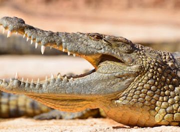 morocco/agadir-region/landmark/crocoparc