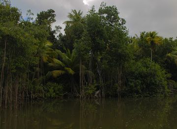 puerto-rico/el-yunque-national-forest/landmark/reserva-natural-rio-espiritu-santo