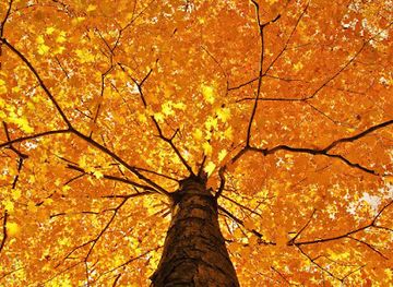 louisiana/baton-rouge/landmark/mary-j-lands-park