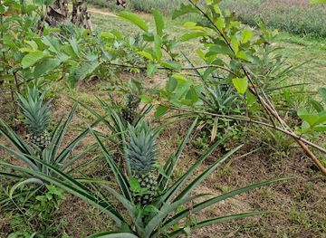 malaysia/negeri-sembilan/landmark/sky-ladder-pineapple-farm-port-dickson