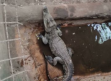 kenya/diani-beach/landmark/african-snake-park