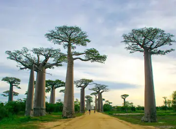 Menabe Forest