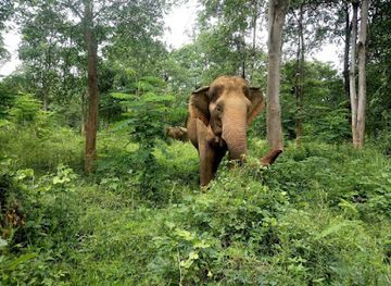 thailand/kanchanaburi/landmark/somboon-legacy-foundation-hands-off-elephant-sanctuary