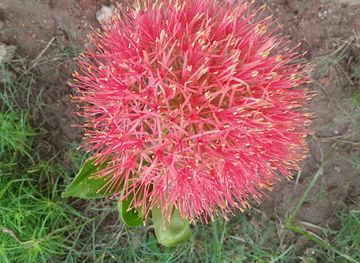 india/bihar/landmark/baba-tola-jhikati-kurhani-muzaffarpur-bihar-india