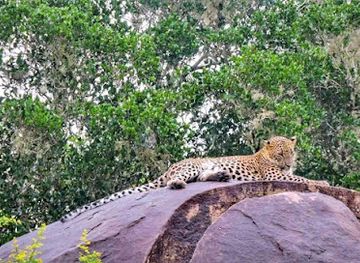 sri-lanka/yala-national-park/landmark/yala-leopard-eye-safari