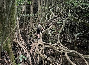 costa-rica/monteverde/landmark/root-tree